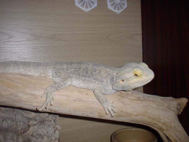 Bearded Dragon