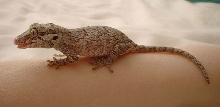 baby r. auriculatus