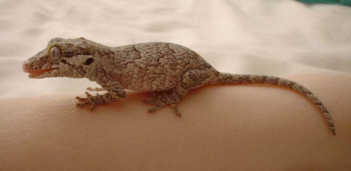 baby r. auriculatus