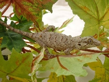 r. auriculatus