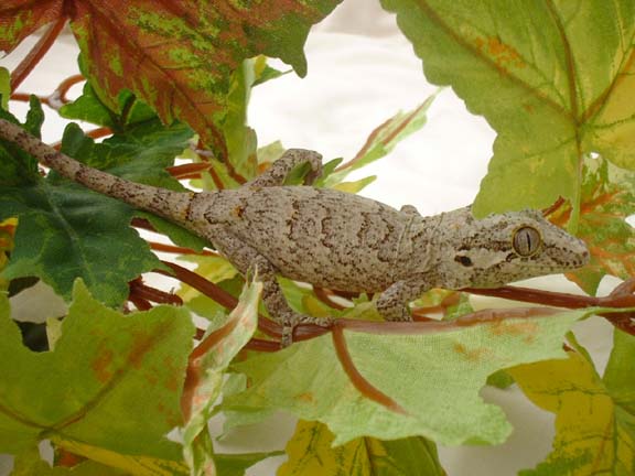 r. auriculatus