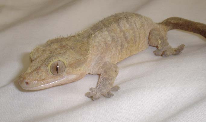 female r. ciliatus