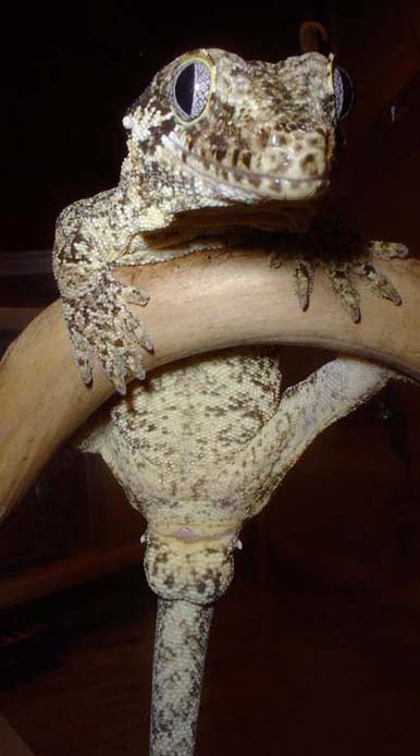 male gargoyle