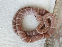Hatchling 12