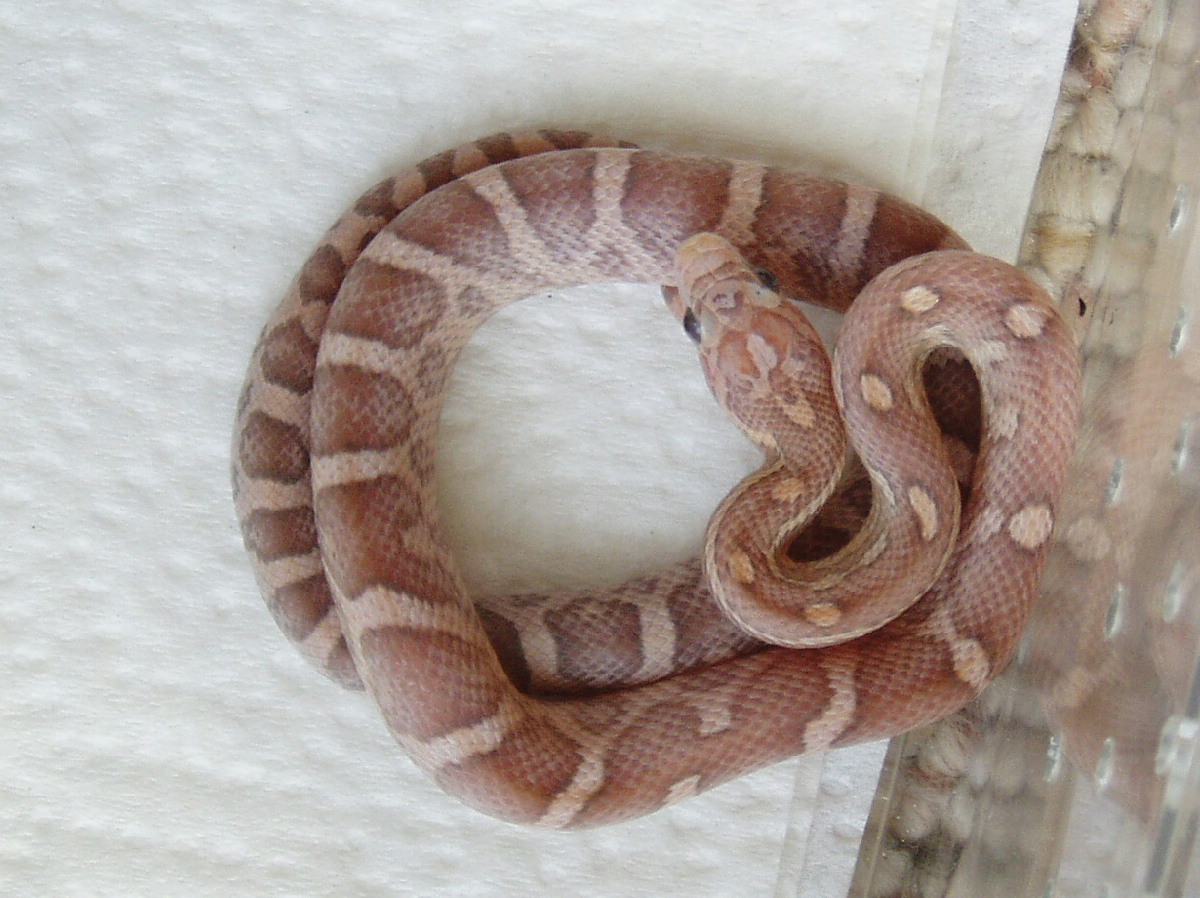 Hatchling 12