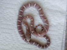 Hatchling 6