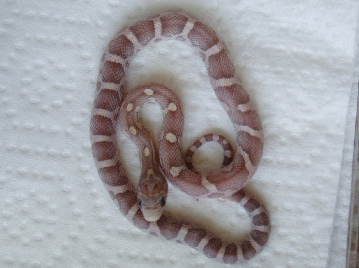 Hatchling 6