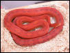Male Motley