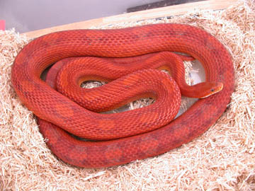 Male Motley