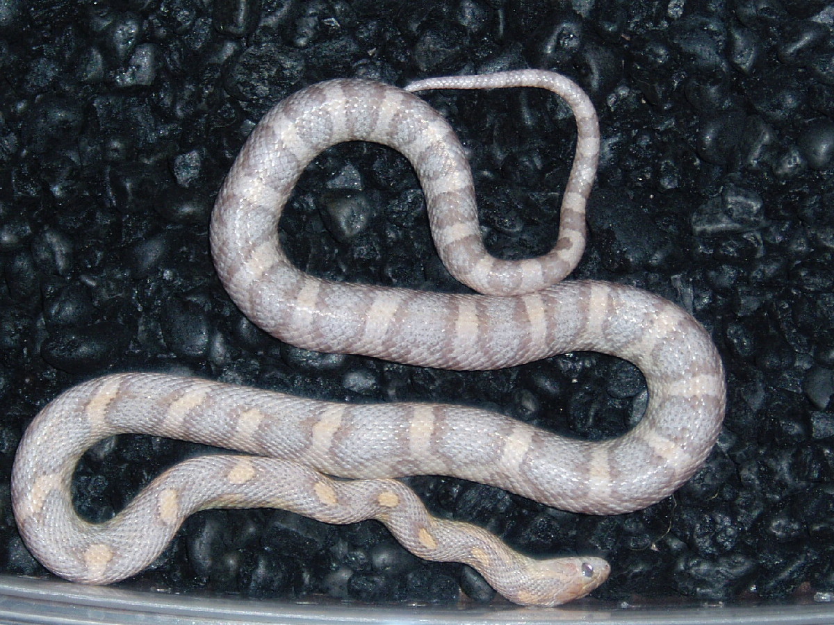 Smaller 04