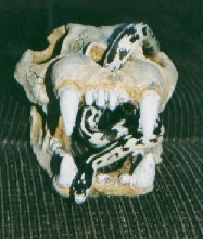 High white Kingsnake "Bones"