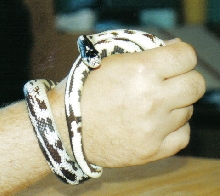 Bones (High White kingsnake)  has a grip on me