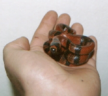 Tangerine Honduran milksnake "Malo"
