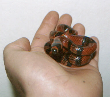 Tangerine Honduran milksnake "Malo"
