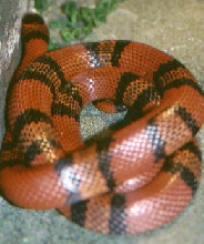 Tangerine Honduran Milksnake "Malo"