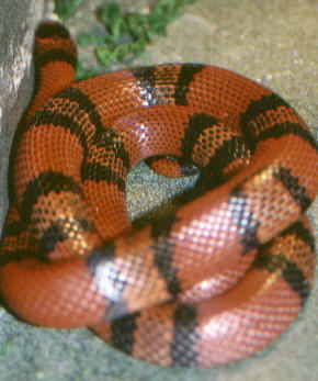 Tangerine Honduran Milksnake "Malo"