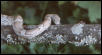 Ghost Cornsnake "Mata-Hari"