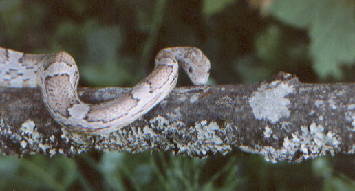 Ghost Cornsnake "Mata-Hari"