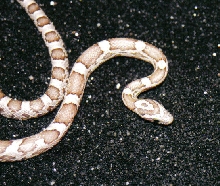 A young "Mata~Hari" ghost corn snake