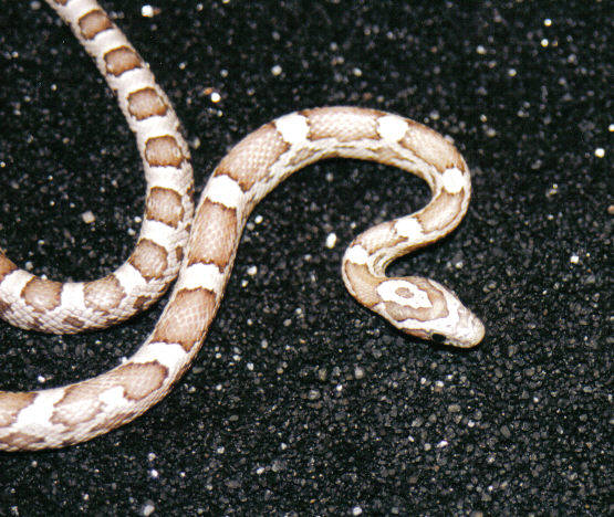 A young "Mata~Hari" ghost corn snake