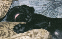 Mr. Mojo Rising snoozing