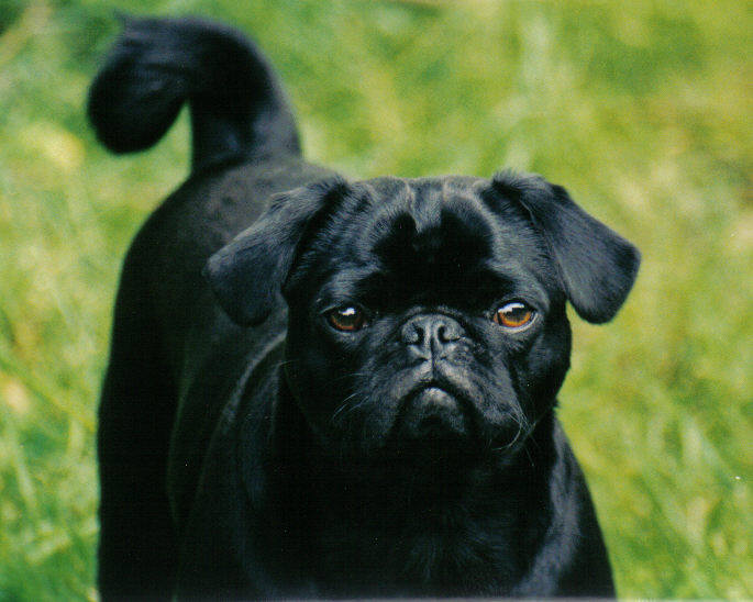 "Mr. Mojo Rising" says Hi to all of you.