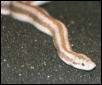 Rosy Boa "Roosevelt"
