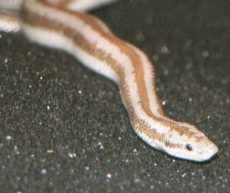 Rosy Boa "Roosevelt"