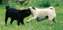 Gimme Dat