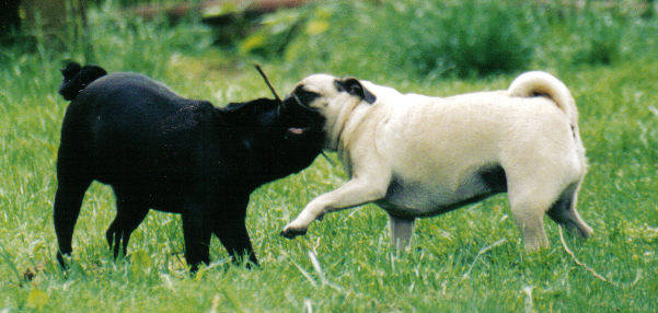 Gimme Dat