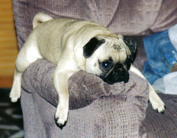 Snuggles flat out sleepy