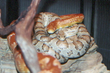 Albino and Ghost cornsnakes "Valentino" & "Mata Hari"