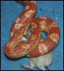 albino cornsnake "Valentino" eating