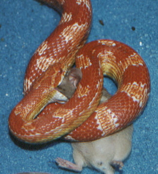 albino cornsnake "Valentino" eating