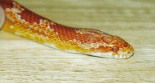 Velentino (Albino Cornsnake) exploring