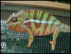 ambilobe