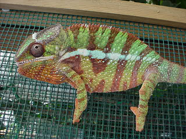 ambilobe