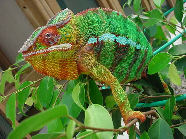 ambilobe