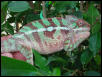 ambilobe