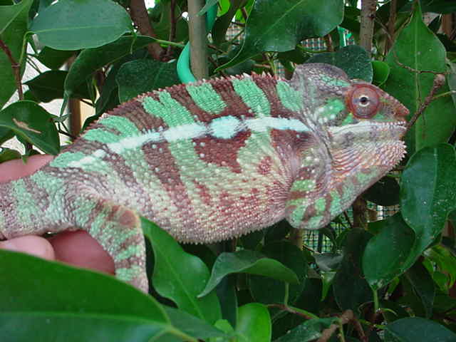 ambilobe