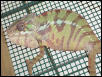 ambilobe