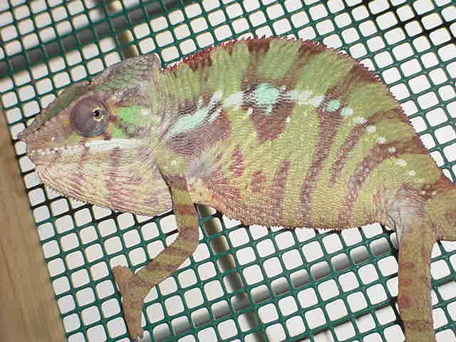 ambilobe
