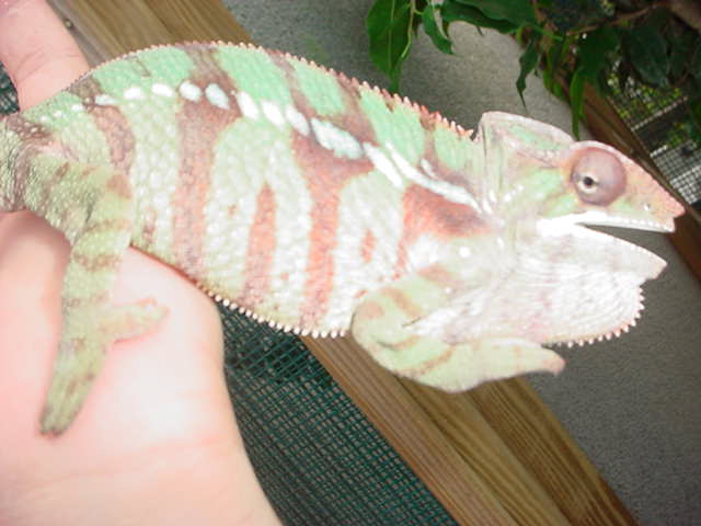 ambilobe