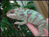 ambilobe