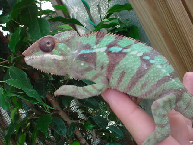 ambilobe