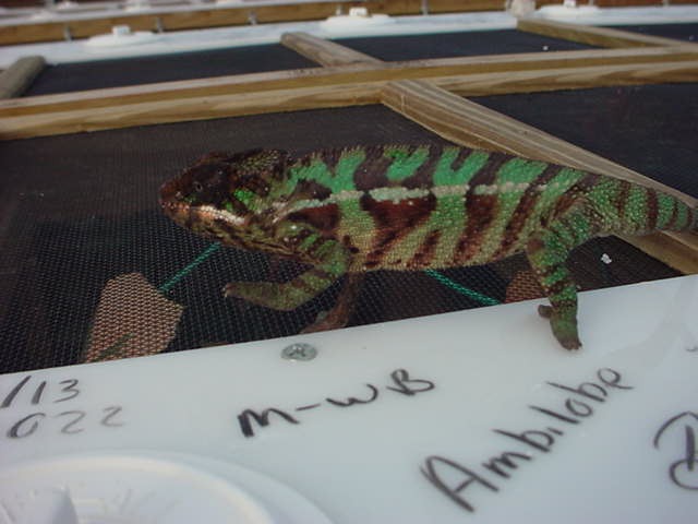 Ambilobe Male