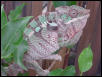 Ambilobe Male