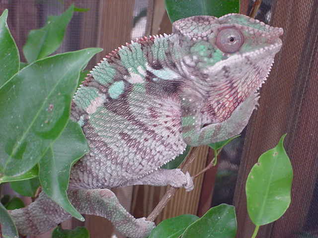 Ambilobe Male