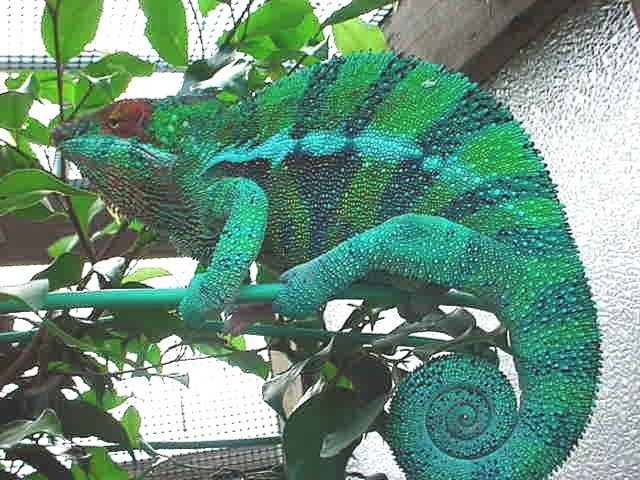 Ambanja Male
