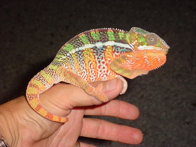 Ambilobe Male